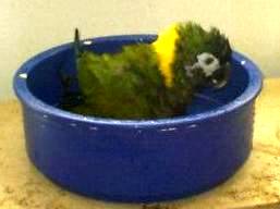 baden13.jpg (7701 Byte)