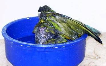 baden14.jpg (15378 Byte)