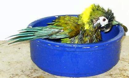 baden15.jpg (20707 Byte)