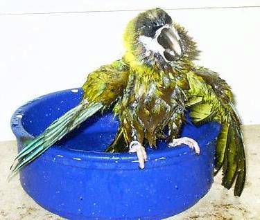 baden16.jpg (25815 Byte)
