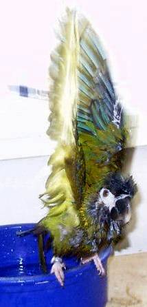 baden17.jpg (15780 Byte)