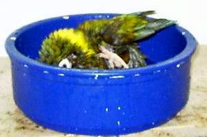 baden18.jpg (10950 Byte)