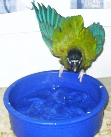 baden7.jpg (20417 Byte)