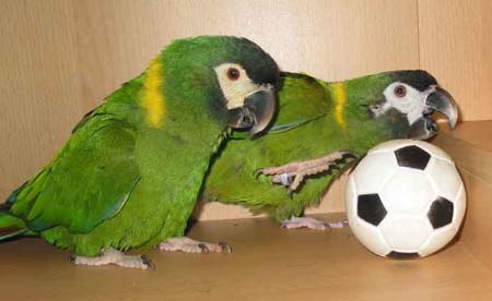 ball1.jpg (20823 Byte)