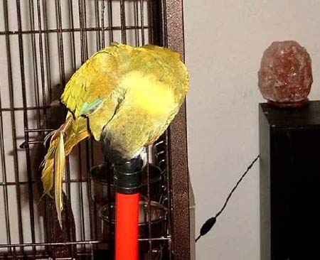besen2.jpg (34357 Byte)
