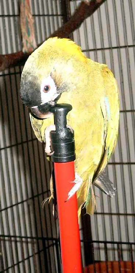 besen3.jpg (62087 Byte)