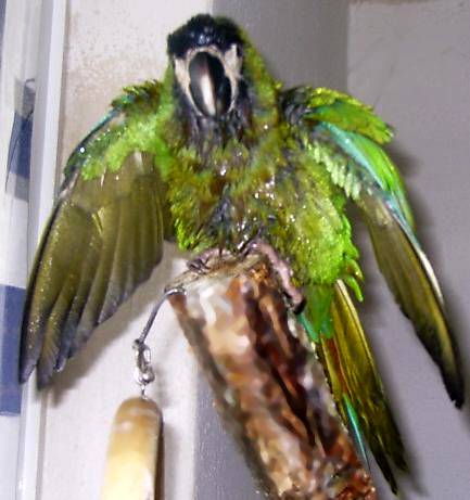 dusch12.jpg (32279 Byte)
