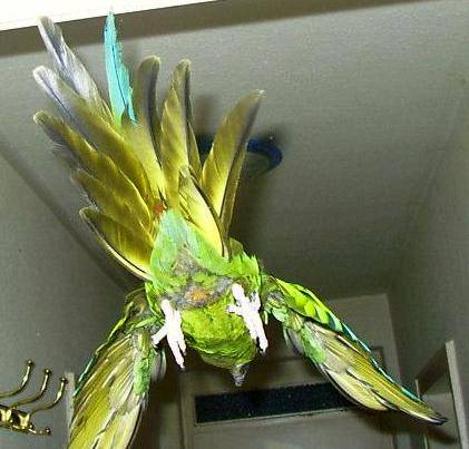 flug1.jpg (30817 Byte)