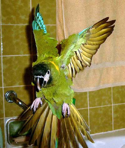 flug8.jpg (41324 Byte)