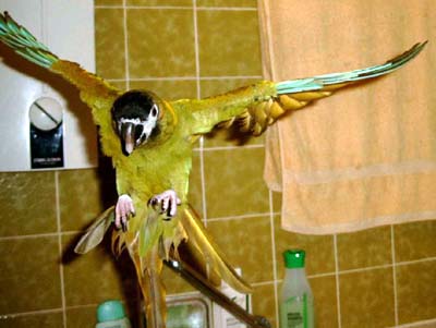 flug9.jpg (24858 Byte)