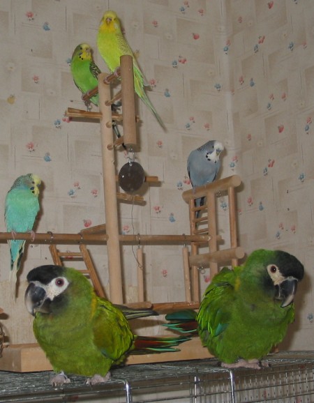 alle