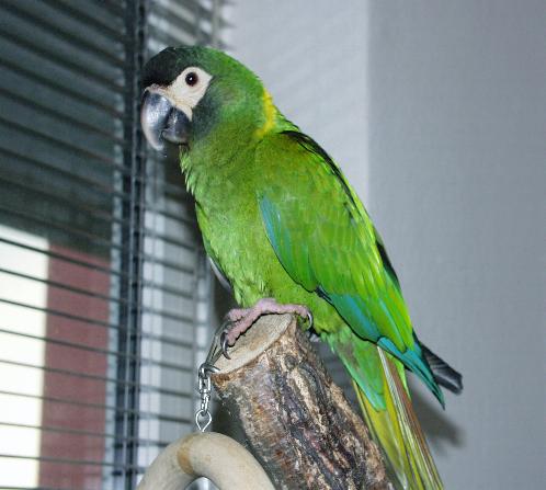 jakob3.jpg (32513 Byte)