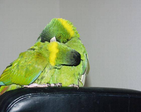 kraulen2.jpg (30029 Byte)
