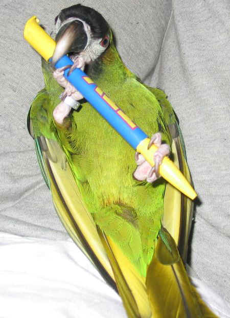 kuli1.jpg (67577 Byte)