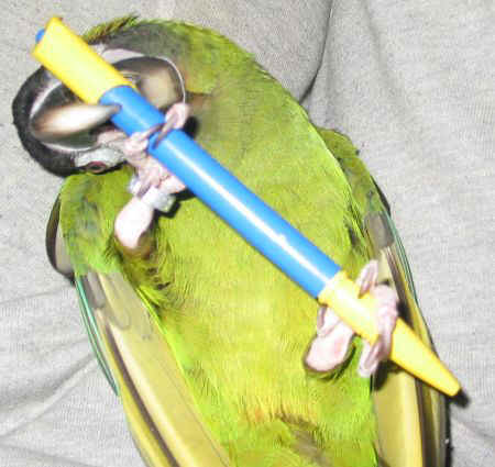 kuli3.jpg (47573 Byte)