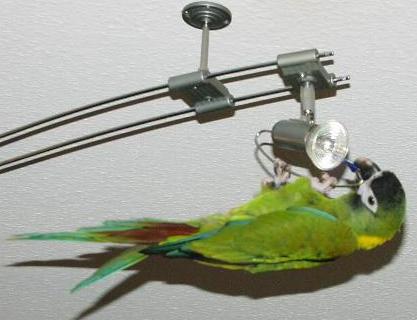 lam2.jpg (21667 Byte)