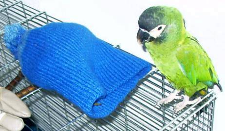 muetze3.jpg (27326 Byte)