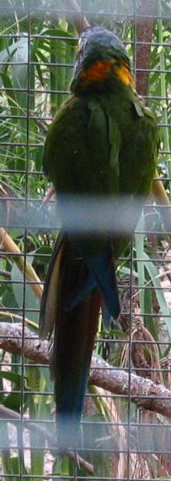 palmito/aragold4.jpg (37889 Byte)