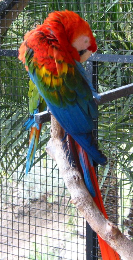 palmito/arahellrot2.jpg (112595 Byte)