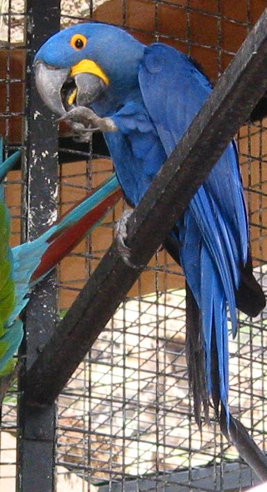 palmito/arahya1.jpg (79738 Byte)