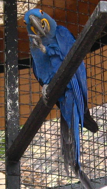 palmito/arahya2.jpg (82728 Byte)