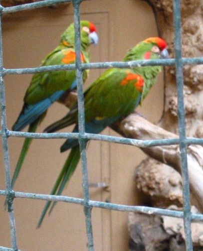 palmito/ararotohr2.jpg (47486 Byte)