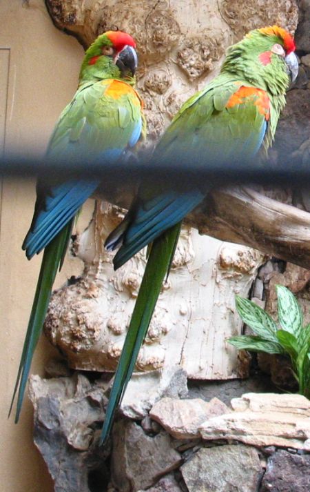 palmito/ararotohr3.jpg (79931 Byte)