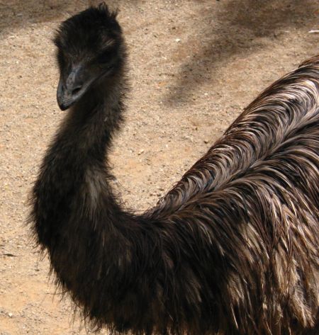 emu1.jpg (59455 Byte)
