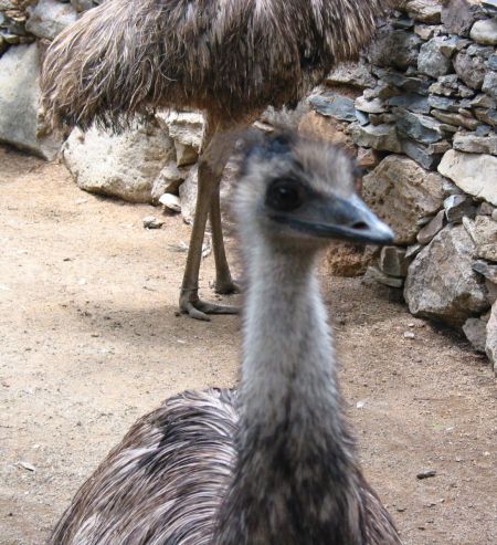 emu2.jpg (71183 Byte)