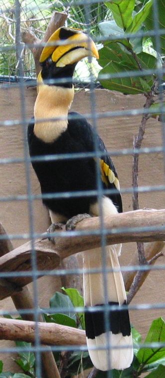 hornvogel1.jpg (63411 Byte)