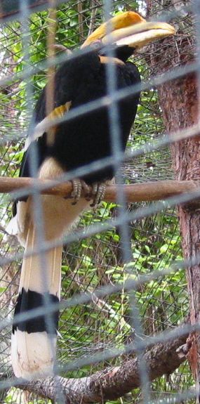 hornvogel2.jpg (60568 Byte)