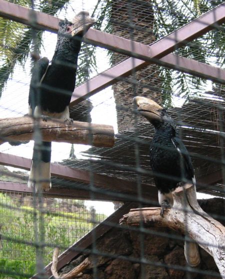 hornvogel3.jpg (75687 Byte)
