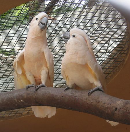 molucke4.jpg (54534 Byte)