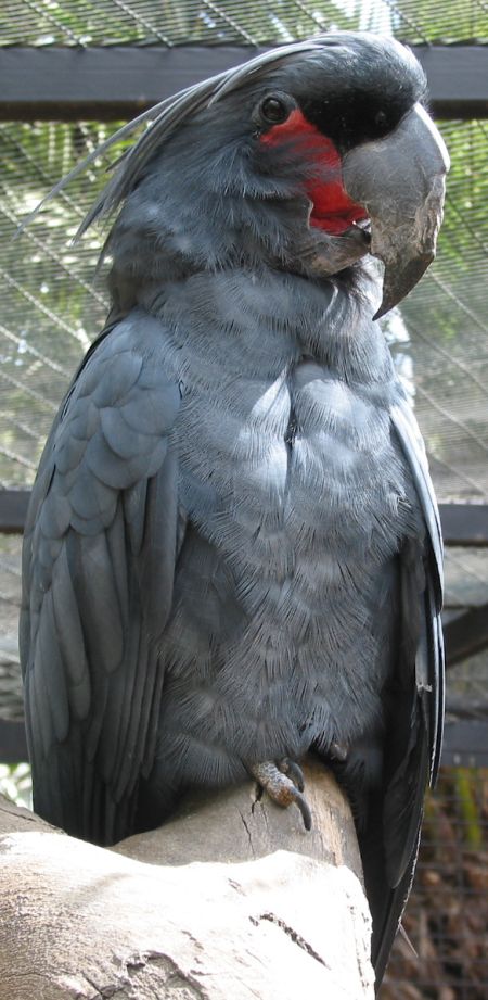 palmkaka3.jpg (87137 Byte)