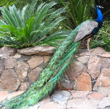 pfau.jpg (78379 Byte)