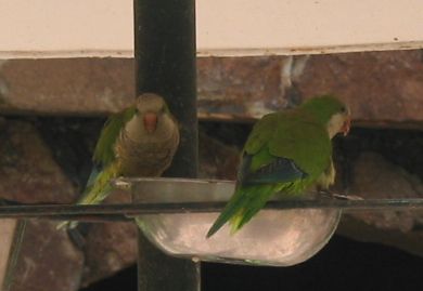sittich3.jpg (22925 Byte)