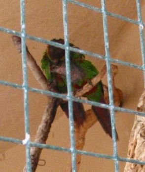 sittich7.jpg (27538 Byte)