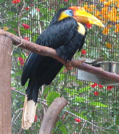 tukan2.jpg (67816 Byte)