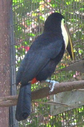tukan3.jpg (37913 Byte)